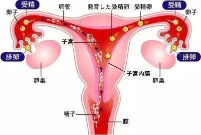 人工授精